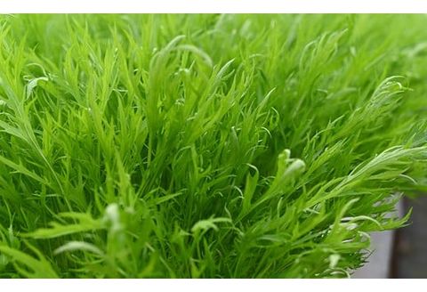 葉物野菜 Aセット 新鮮 水耕栽培 3種類以上 8袋程度 | GreensFarm ホタル やさい サラダ 和え物 セット 詰め合わせ M06S22