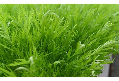葉物野菜 Cセット 新鮮 水耕栽培 3種類以上 13袋程度 | GreensFarm ホタル やさい サラダ 和え物 セット 詰め合わせ M10S101