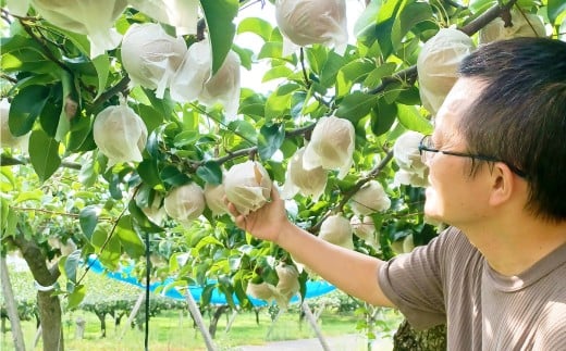 福果園の樹上完熟梨 農家直送品種おまかせ（3kg程度）
