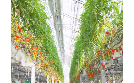 贅沢 トマトジュース　500ml×4本セット | アズファーム ジュース 高糖度 無添加 無塩 M32S14