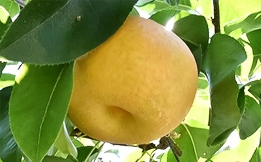 《先行予約》 「山之上果実農業協同組合」 山之上の梨 幸水 1箱 約 2.5kg 5-8玉 梨 なし ナシ フルーツ 果物 旬 【2026年8月上旬-8月下旬 発送予定】