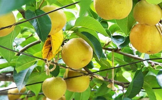 《先行予約》 「山之上果実農業協同組合」 山之上の梨 豊水 1箱 約 2.5kg 5-8玉 梨 なし ナシ 果物 旬 旬の果物【2026年9月上旬-9月下旬 発送予定】