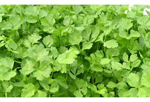 葉物野菜 Cセット 新鮮 水耕栽培 3種類以上 13袋程度 | GreensFarm ホタル やさい サラダ 和え物 セット 詰め合わせ M10S101