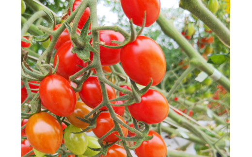 贅沢 トマトジュース　500ml×4本セット | アズファーム ジュース 高糖度 無添加 無塩 M32S14