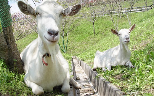 社会貢献品 サツマイモ塩クッキー8個入り | FRUSICクッキー お菓子 焼菓子 スイーツ M12S86