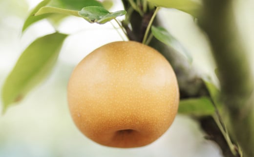 《先行予約》山之上の梨 （品種はおまかせ） 約 3kg （5～8玉） 梨 なし 果物 フルーツ 【2025年8月上旬-10月上旬 発送予定】