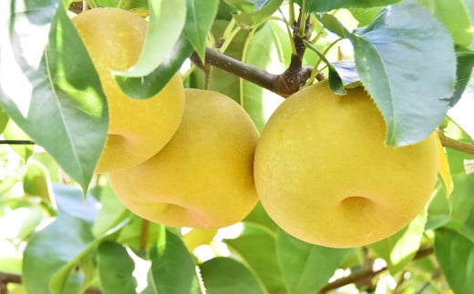 《先行予約》 「山之上果実農業協同組合」 山之上の梨 あきづき梨 1箱 約 2.5kg 5-8玉 梨 なし ナシ フルーツ 果物 旬 【2025年9月上旬-10月上旬 発送予定】