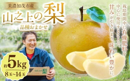 《先行予約》 山之上の梨 （ 品種はおまかせ ） 約5kg （ 8～14玉 ） 愛甘水 幸水 豊水 あきづき 秋のほほえみ 甘太 なし ナシ 梨 フルーツ 冷蔵 岐阜県産 国産 送料無料 【2026年8月下旬～10月上旬発送予定】