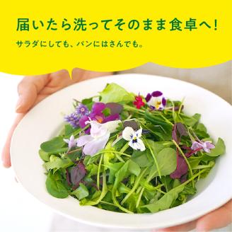 932 マイクロリーフミックス【20g】＆ベビーリーフミックス【40g】健康野菜の食べ比べセット