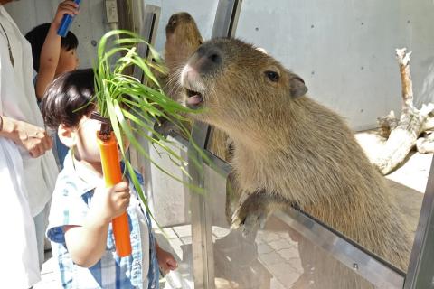 508 世界淡水魚園水族館　アクア・トトぎふ　入館券（大人2枚・小学生1枚）