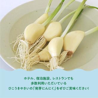 934 根と芽も丸ごと食べられる！発芽にんにく【30本】岐阜産クリーンルーム水耕栽培