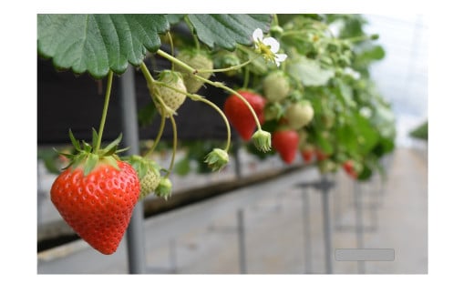 99 （予約）ながなわ農園のいちご「美濃娘」約270g×4パック