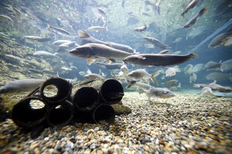 506 世界淡水魚園水族館　アクア・トトぎふ　入館券（大人2枚）