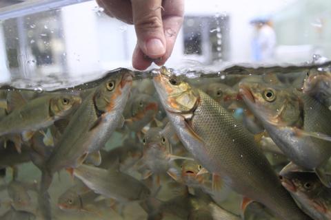 508 世界淡水魚園水族館　アクア・トトぎふ　入館券（大人2枚・小学生1枚）