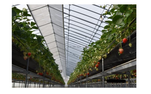 99 （予約）ながなわ農園のいちご「美濃娘」約270g×4パック