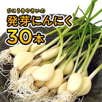 934 根と芽も丸ごと食べられる！発芽にんにく【30本】岐阜産クリーンルーム水耕栽培