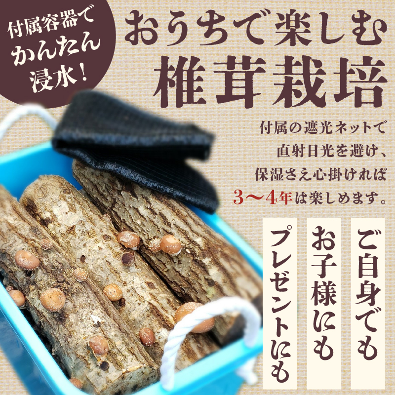 椎茸の原木栽培2夏経過品 ／ 家庭菜園 お手軽 栽培キット 自由研究 鑑賞 原木 きのこ しいたけ【0051-001】