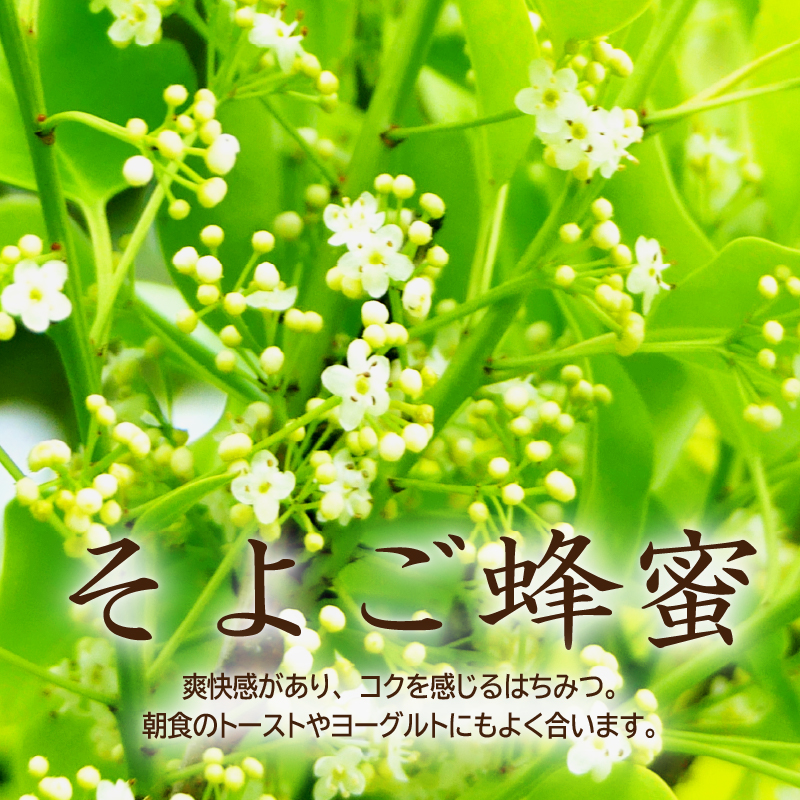 DOALA HONEY　国産純粋はちみつセット　もちのき蜂蜜・そよご蜂蜜【中日ドラゴンズコラボ】【0086-004】