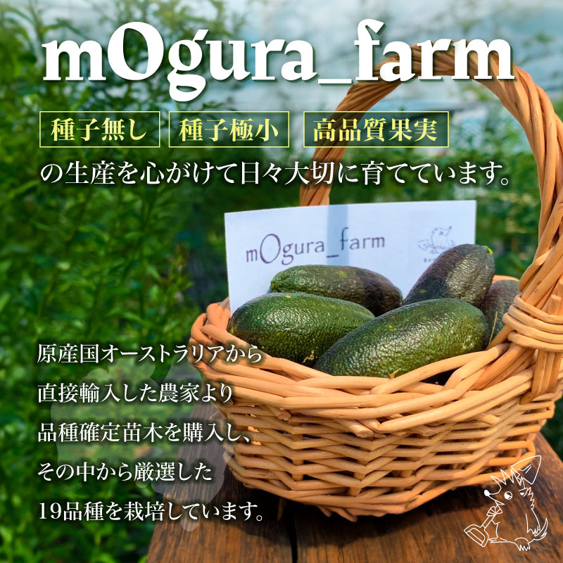 直接お取引のみ 京都 フィンガーライム 10本 3年以上