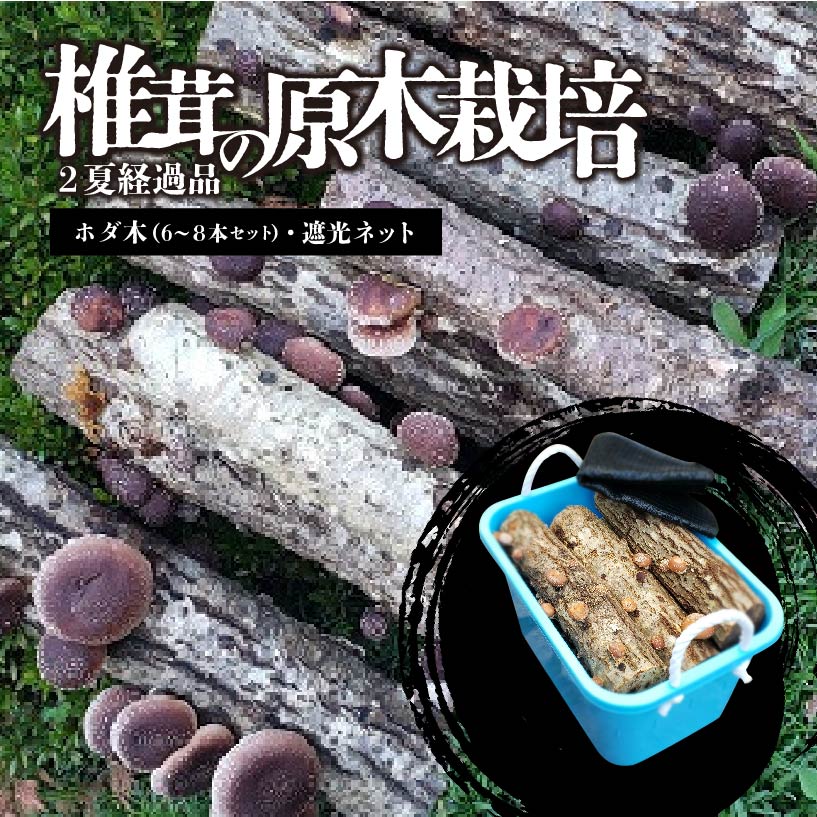 椎茸の原木栽培2夏経過品 ／ 家庭菜園 お手軽 栽培キット 自由研究 鑑賞 原木 きのこ しいたけ【0051-001】