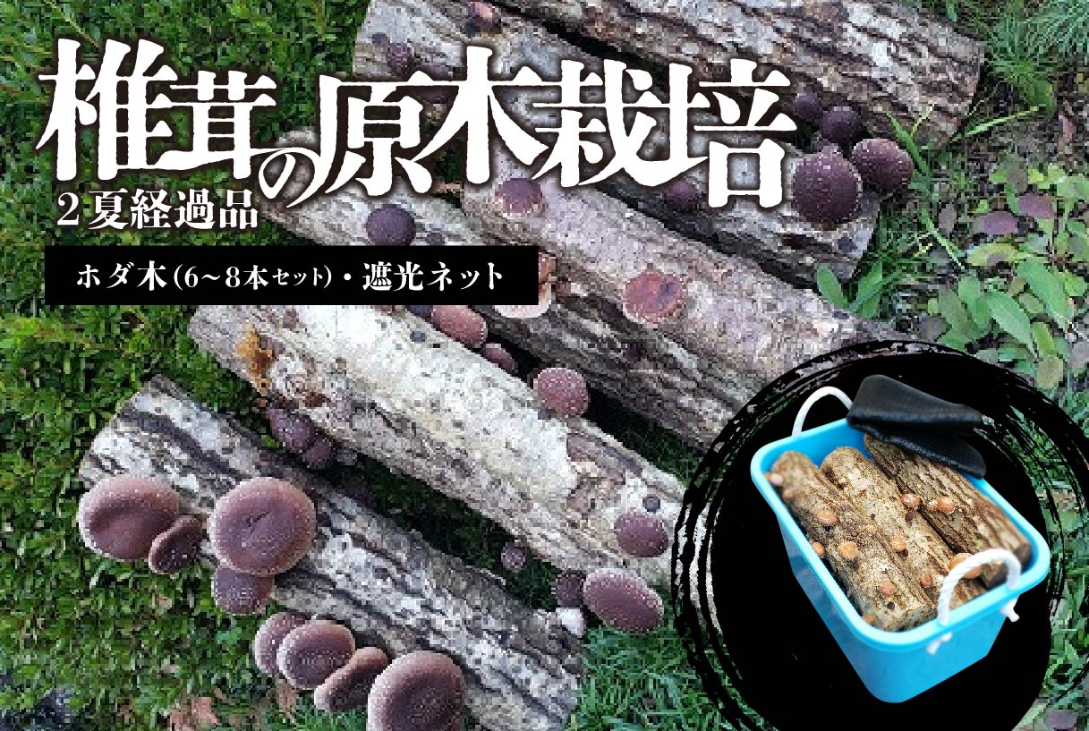 椎茸の原木栽培2夏経過品 / 家庭菜園 お手軽 栽培キット 自由研究 鑑賞 原木 きのこ しいたけ[0051-001]