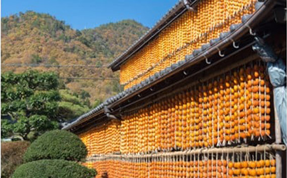 ［L30］岐阜県の伝統野菜『伊自良大実柿』から作る干し柿『伊自良連柿』Lサイズ計30個