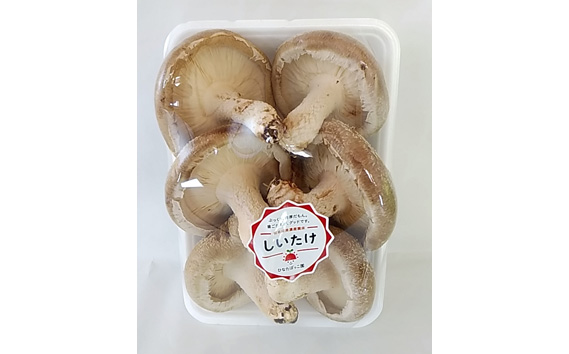 ひなたぼっこ園セット