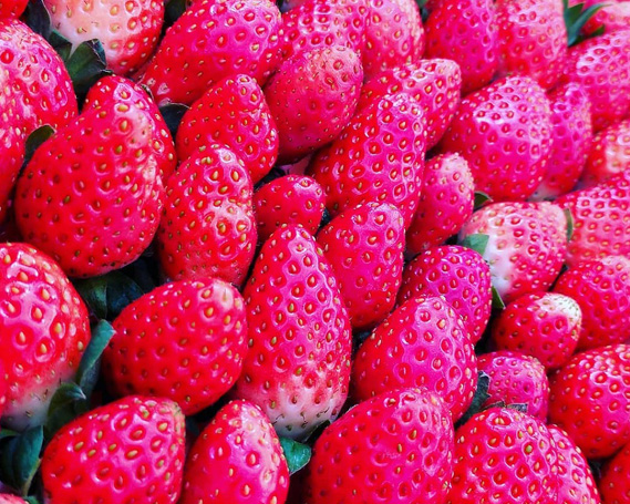 いちご狩り招待券　小人（小学生）