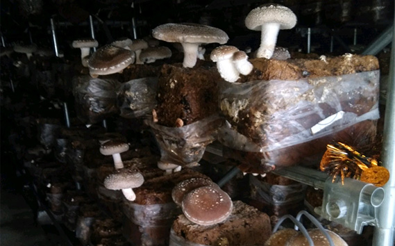 椎茸狩りチケット