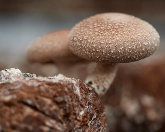 菌床生しいたけ　「大地の輝」