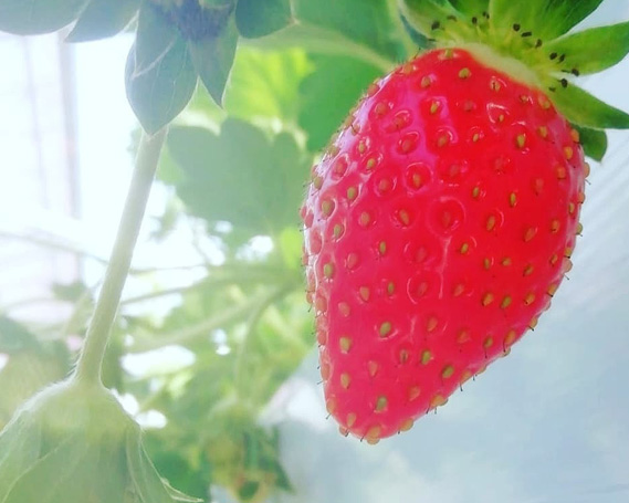 朝採れ完熟大粒いちご　食べ比べ3種厳選セット（3L～DX）