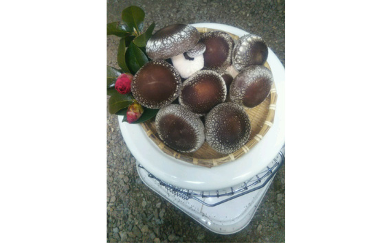 生椎茸　菌床　約700g