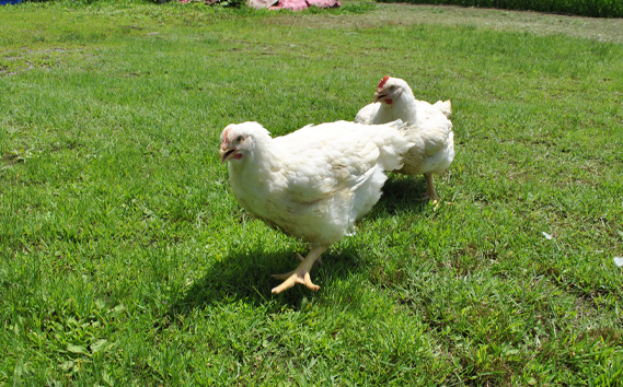 冷凍　恵那どり　手羽先　バラ凍　2kg