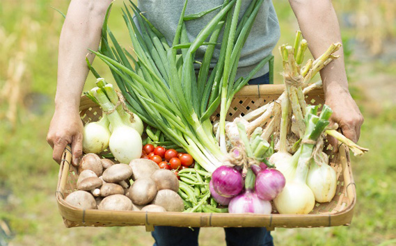 ひなたぼっこ園セット