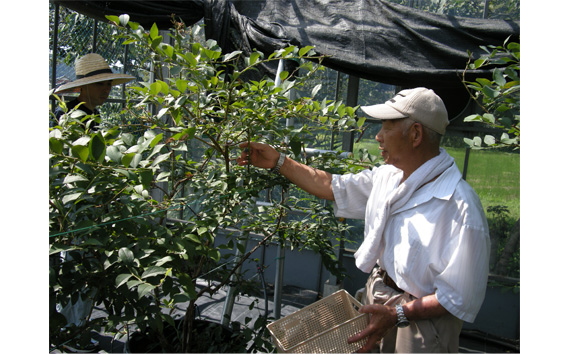 岐阜山県ブルーベリージャム1本焼き菓子5個セット