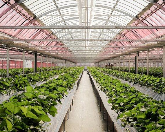 いちご狩り招待券　小人（小学生）