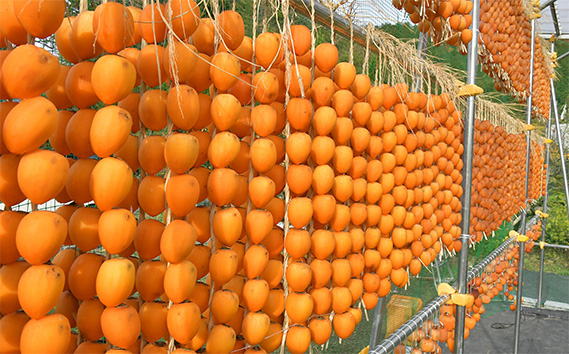 岐阜県産干し柿 伊自良連柿（伊自良大実柿）L 10段 約1.25kg