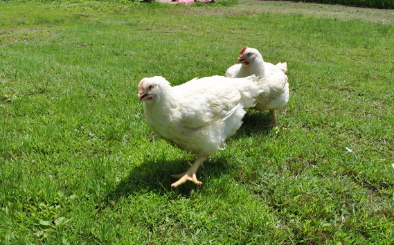 冷凍　恵那どり　ささみ　バラ凍　2kg