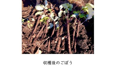 美濃山県元気ファーム　山県市産ごぼう茶120g