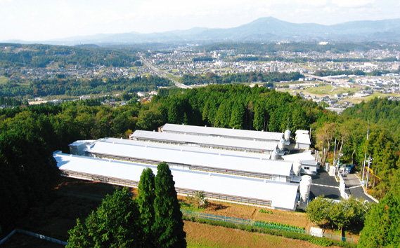 冷凍　恵那どり　手羽先　バラ凍　1kg