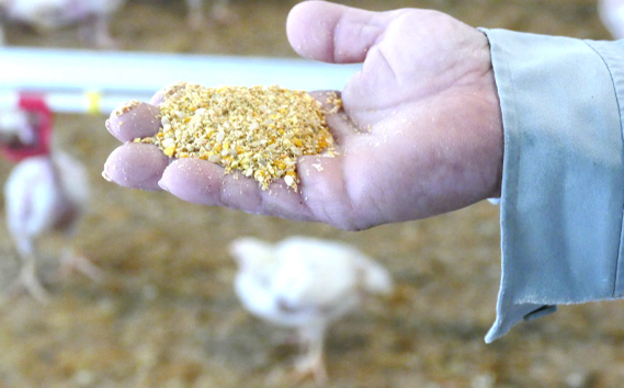 冷凍　恵那どり　ささみ　バラ凍　2kg