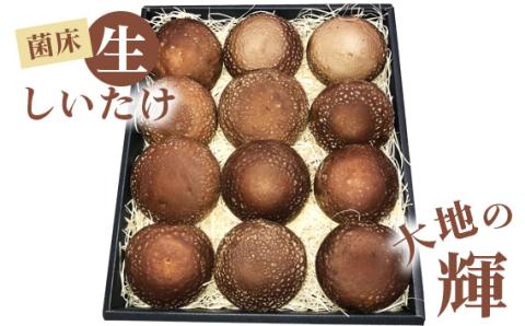 菌床生しいたけ　「大地の輝」