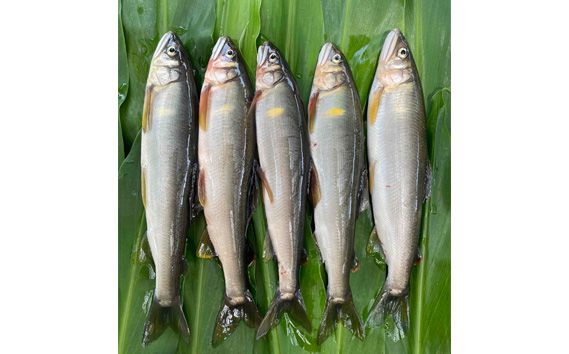 美山天然鮎　若鮎セット