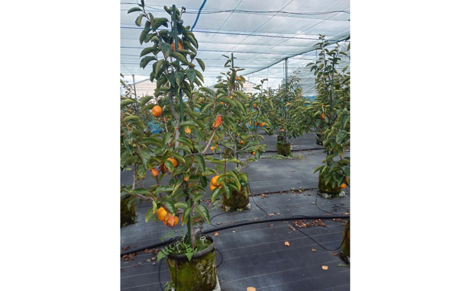 こだわり栽培ポット柿（早秋柿） 2Lサイズ12個入り｜果物類 かき ※離島への配送不可 ※2025年10月中旬～11月上旬頃に順次発送予定