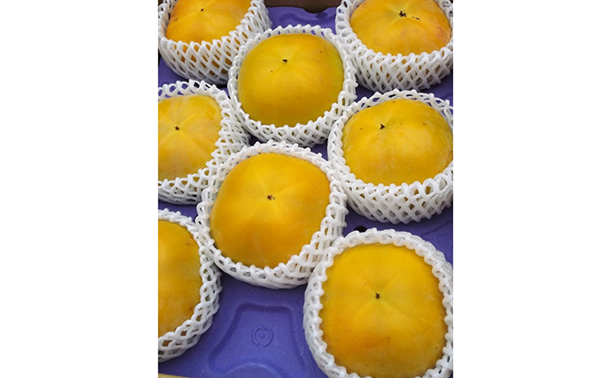 こだわり栽培ポット柿（太秋柿） 3Lサイズ9個入り ※離島への配送不可 ※2025年10月中旬～11月上旬頃に順次発送予定