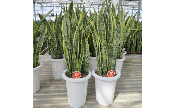 サンセベリア8号 ※離島への配送不可