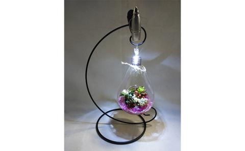 多肉植物　アジアン・プランツパラソルとナイトテラリウム電球のセット インテリア 照明 ライト 　※2025年7月中旬頃より順次発送予定　※離島への配送不可