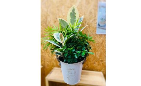 幸せを運ぶ観葉植物のおまかせ寄せ植え（4～5品種） グリーンインテリア おしゃれ 　※2025年7月中旬頃より順次発送予定　※離島への配送不可