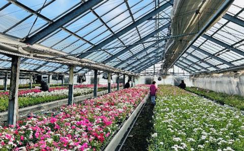 レンゲローズ2色植え　ブリキツインバスケット 花　※2026年4月下旬～5月下旬頃に順次発送予定　※離島への配送不可