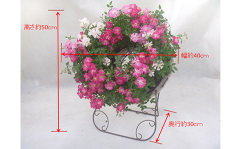 ミニバラリング仕立て　ウェルカムローズ 四季咲き レンゲローズ 華やか 玄関 庭 ガーデン インテリア 植物 お花 　※2025年7月中旬頃より順次発送予定　※離島への配送不可